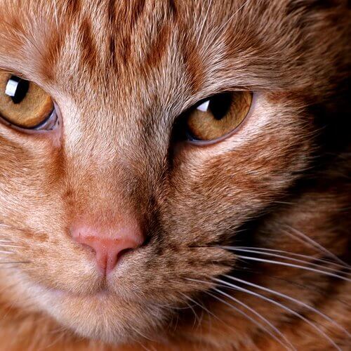 gato