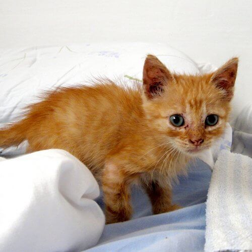 gatito