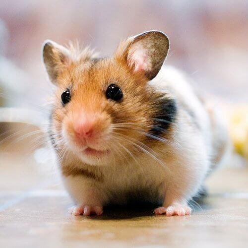 hamster