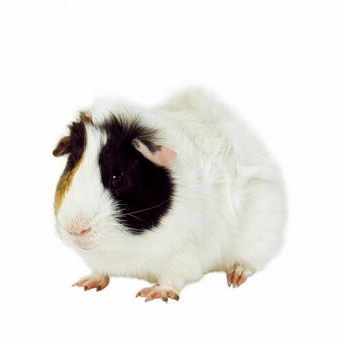 cobaya