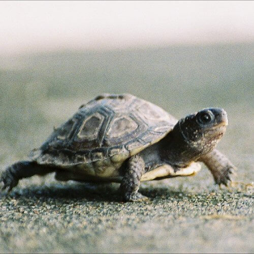tortuga