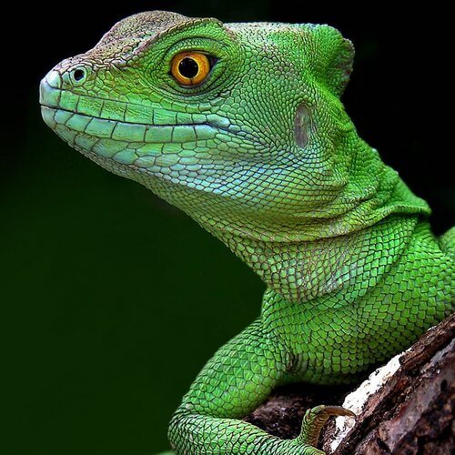 lagarto