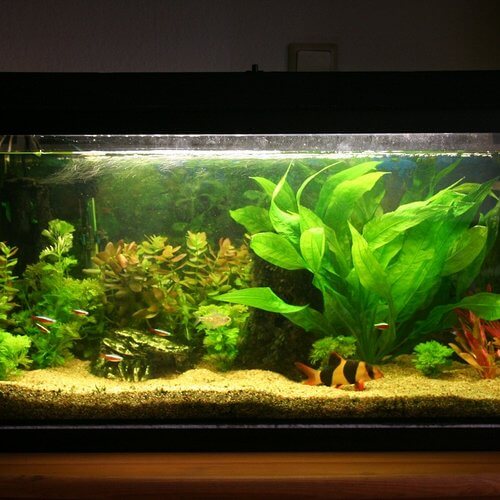 acuario