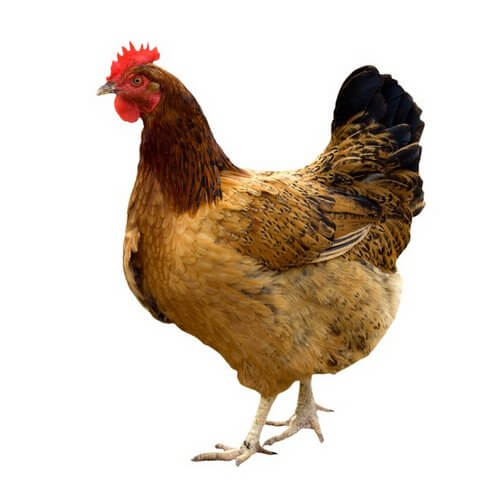 gallina