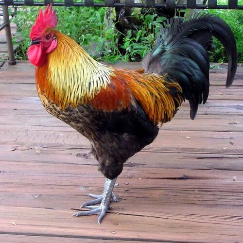 gallo