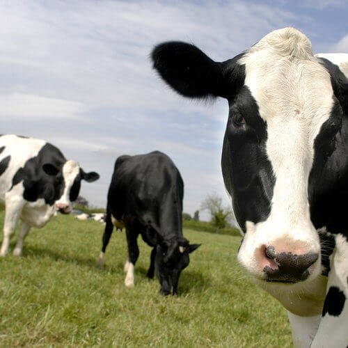 vaca