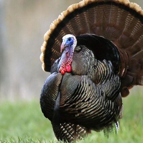 pavo
