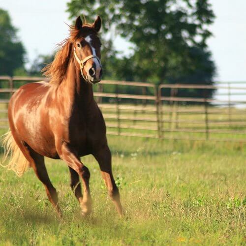 caballo