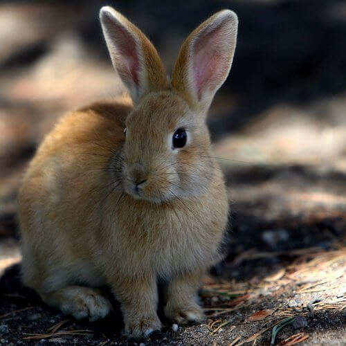 conejo