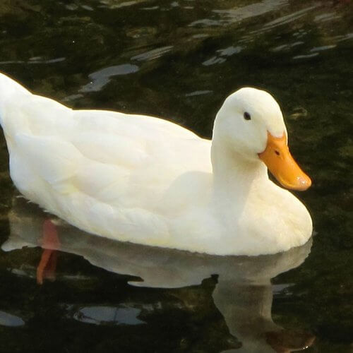 pato