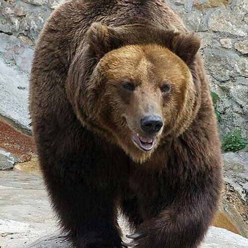 oso