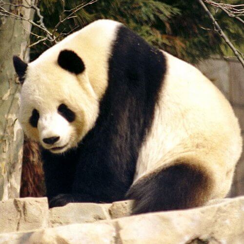oso panda