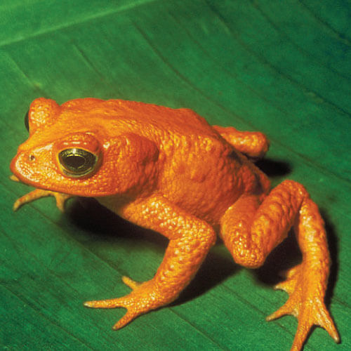 rana