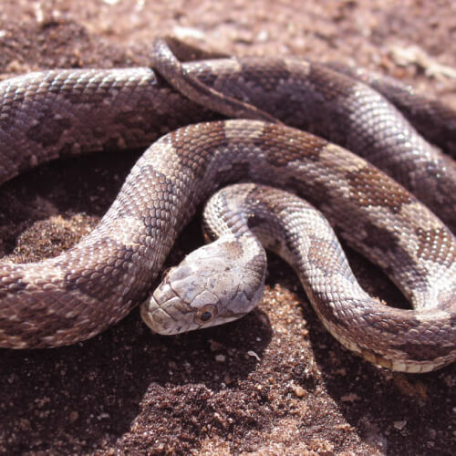 serpiente