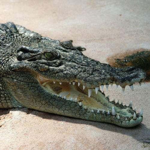 cocodrilo