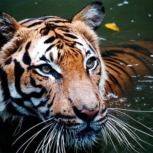 tigre