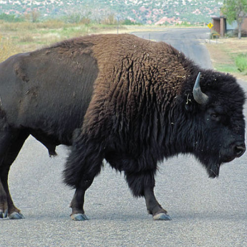 bisonte