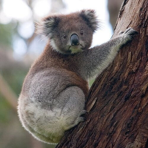 koala
