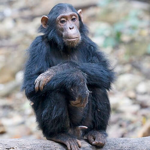 chimpance