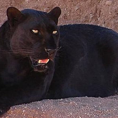 pantera