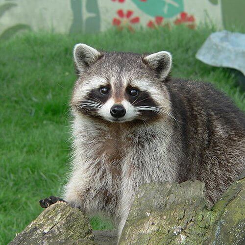 mapache