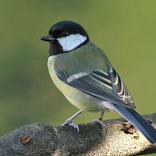 pájaro
