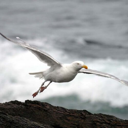 gaviota