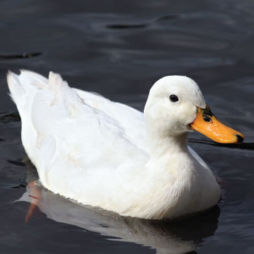 pato