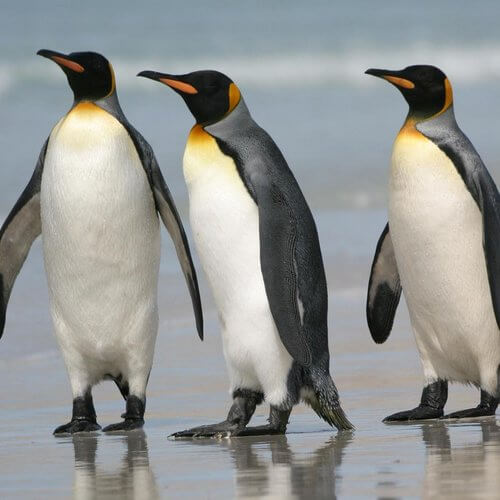 pingüino