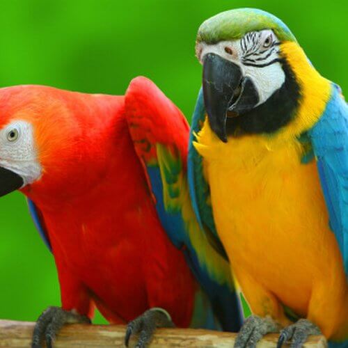 loro