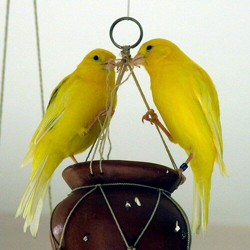 canario