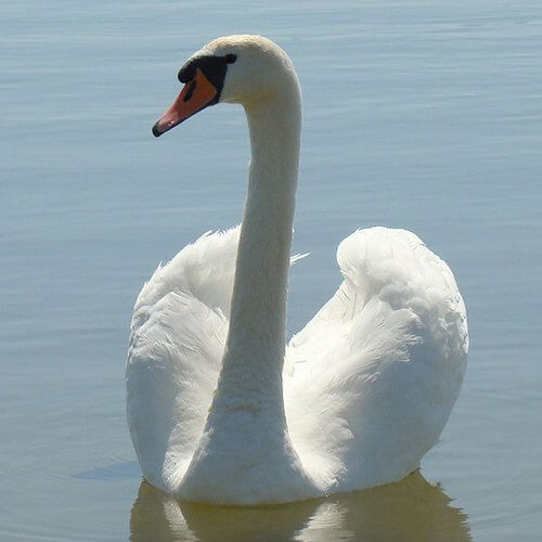 cisne