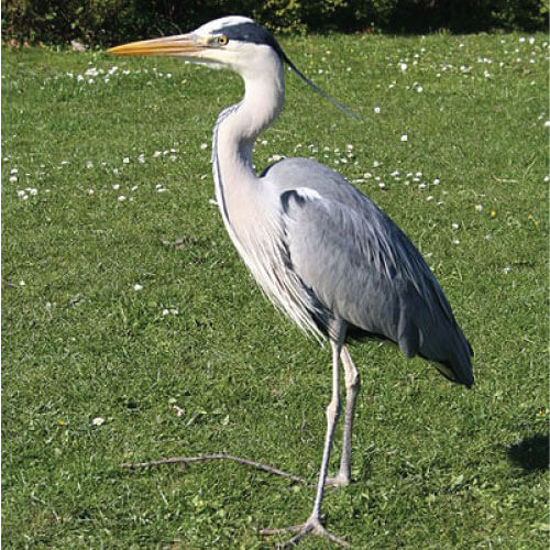 garza