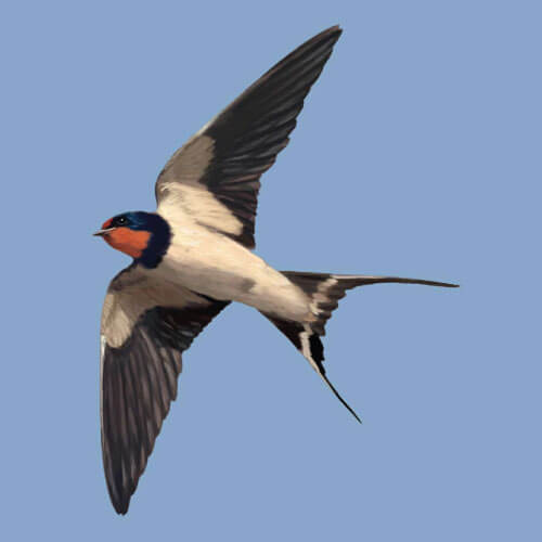 golondrina
