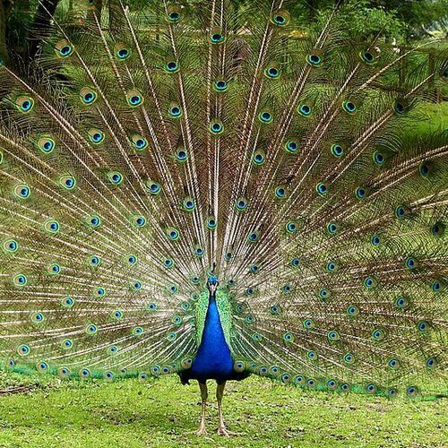 pavo real
