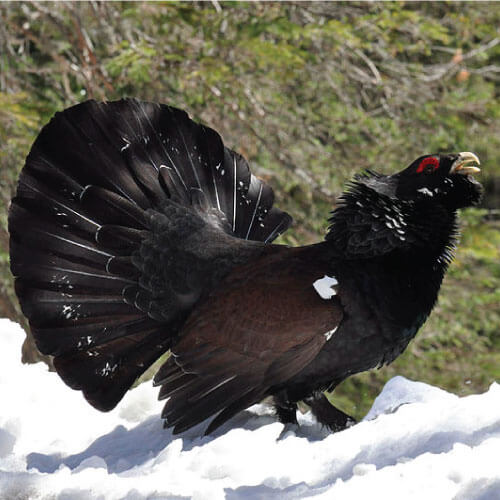 urogallo