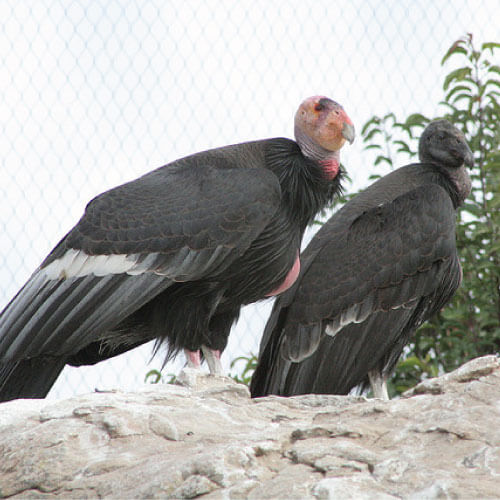 condor