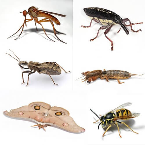 insecto