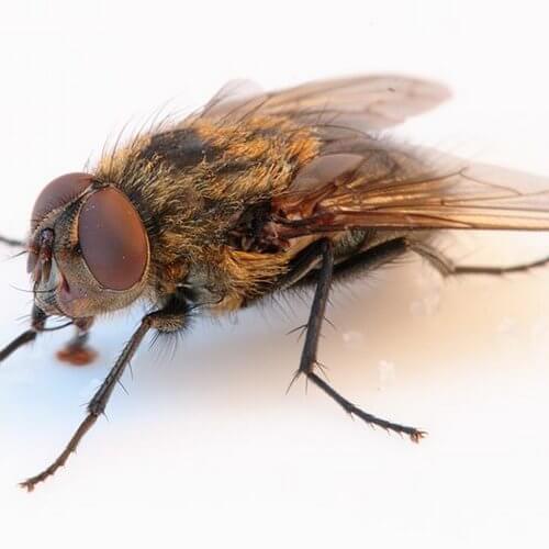 mosca