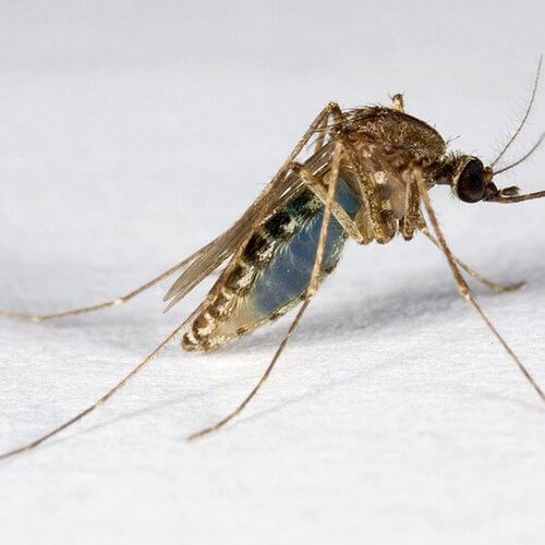 mosquito