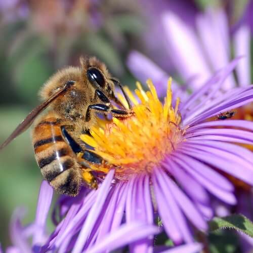 abeja