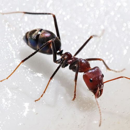 hormiga