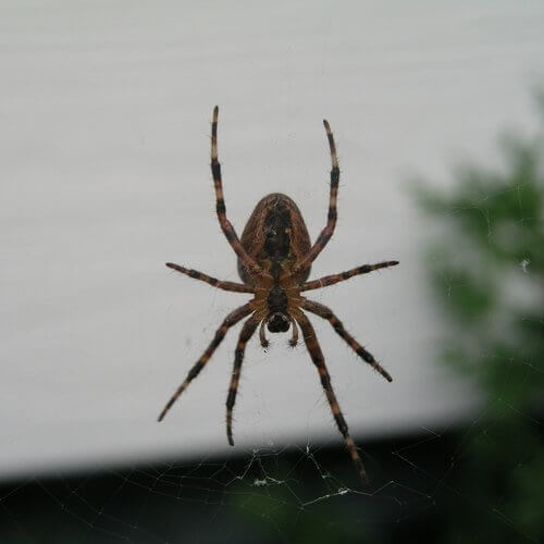 araña