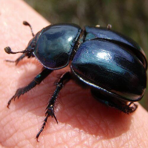 escarabajo