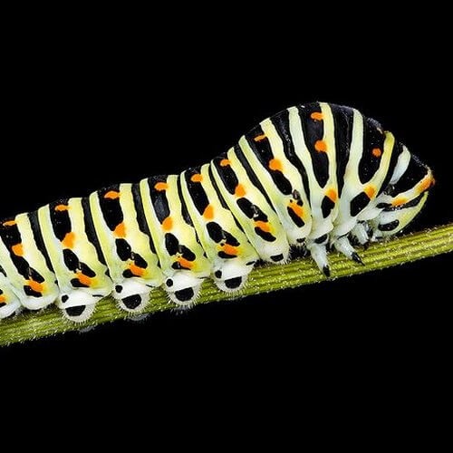 oruga