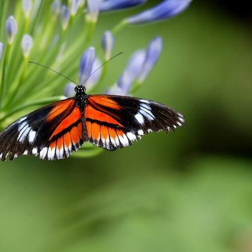 mariposa