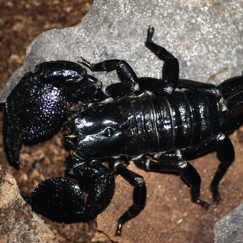 escorpión