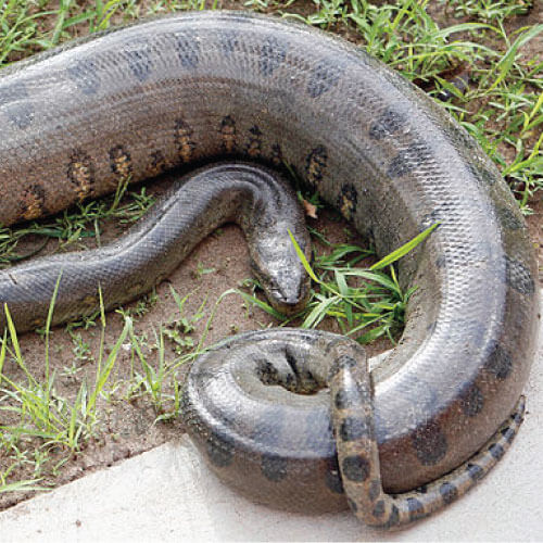 anaconda