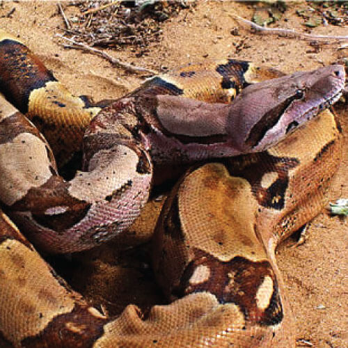boa