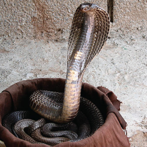 cobra